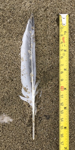 Plume de Sterne élégante