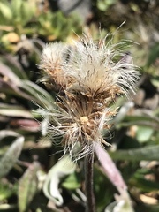 Antennaria carpatica