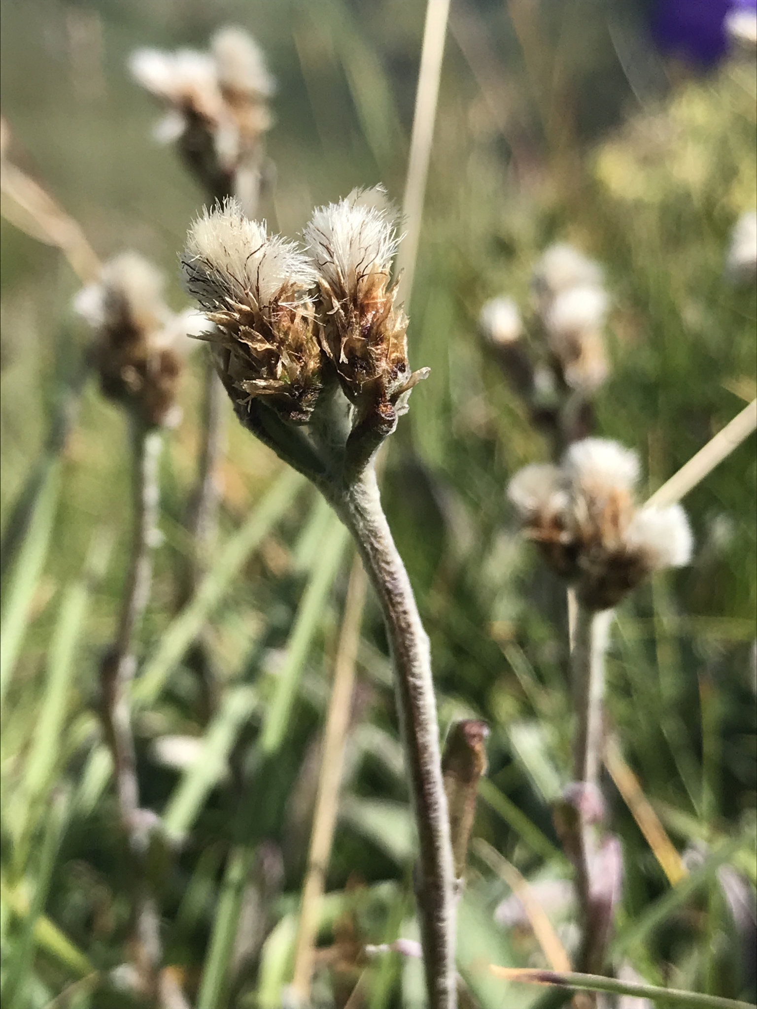Antennaria carpatica