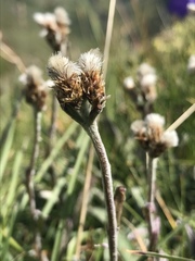 Antennaria carpatica