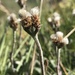 Antennaria carpatica - Photo (c) Muriel Bendel, algunos derechos reservados (CC BY-NC), subido por Muriel Bendel