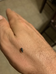 Coleoptera