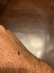 Coleoptera