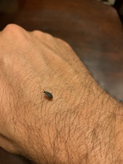 Coleoptera
