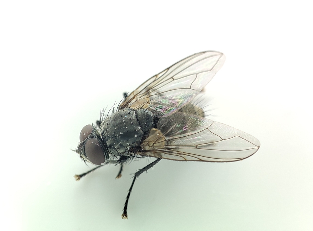 Bellardia liaoningensis