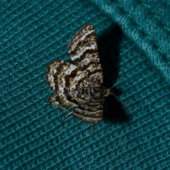 Epelis truncataria