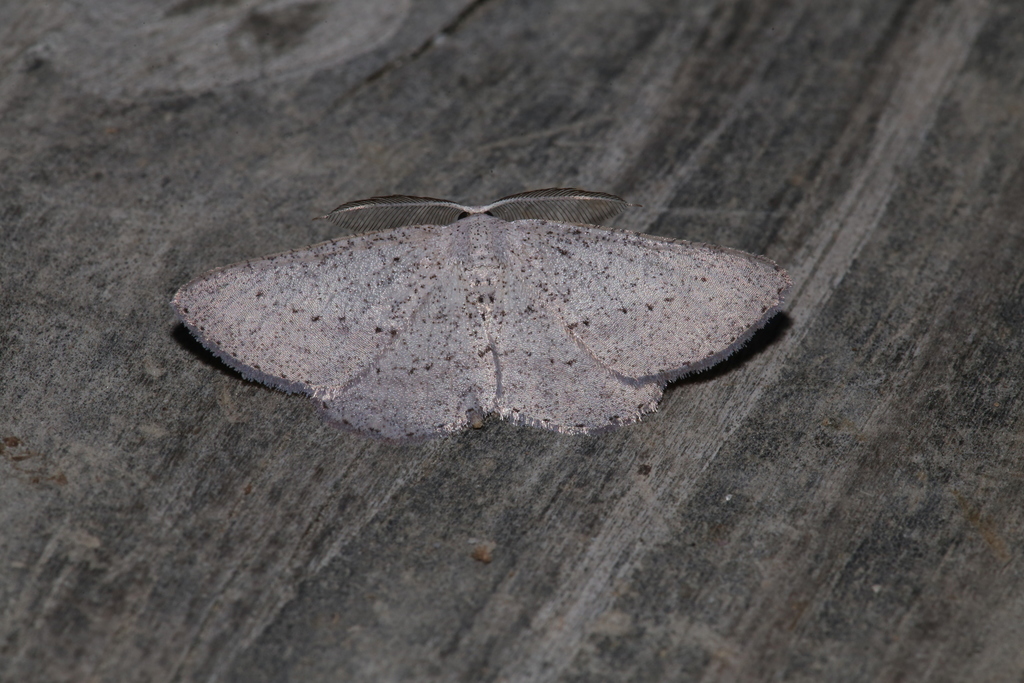 Blueberry Gray