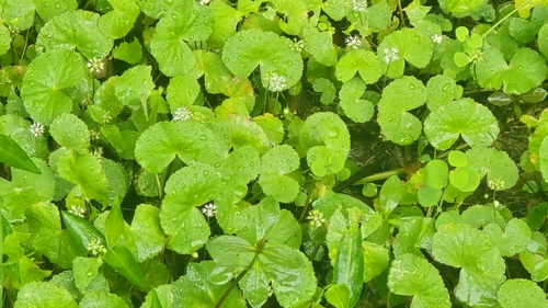 Image of Hydrocotyle leucocephala by (c) 葉淑蓮, some rights reserved (CC BY)