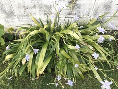 Iris japonica