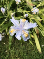 Iris japonica