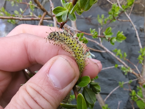 Image of Salix sitchensis by (c) Matt Muir, some rights reserved (CC BY)