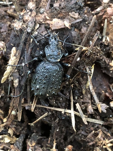 Cychrus tuberculatus photo 3