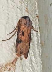 Agrotis malefida