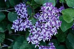 Pericallis aurita image