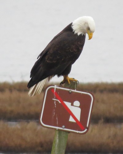 Bald Eagle photographed in Washington