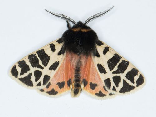 Apantesis ursina