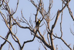 Pteroglossus inscriptus