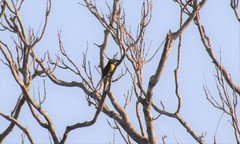 Pteroglossus inscriptus