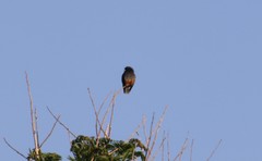 Chelidoptera tenebrosa