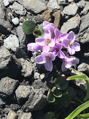 Noccaea rotundifolia