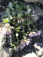 Noccaea rotundifolia