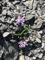 Noccaea rotundifolia