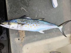 Scomberomorus maculatus
