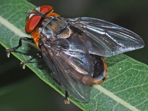 Phasia hemiptera nuotrauka