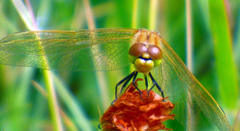 Sympetrum costiferum