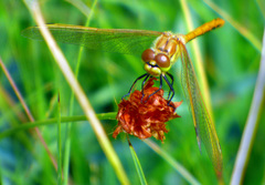 Sympetrum costiferum