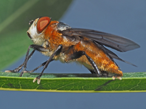 Phasia hemiptera nuotrauka