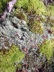 Cladonia incrassata