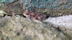 Incilius bocourti