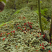 Cladonia incrassata - Photo (c) Tomás Curtis, algunos derechos reservados (CC BY-NC), subido por Tomás Curtis