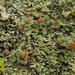 Cladonia caespiticia - Photo 由 Tomás Curtis 所上傳的 (c) Tomás Curtis，保留部份權利CC BY-NC