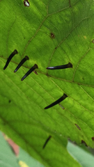 Caryomyia subulata
