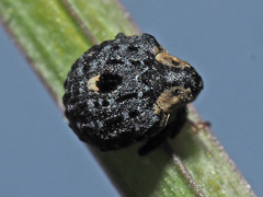 Cionus tuberculosus