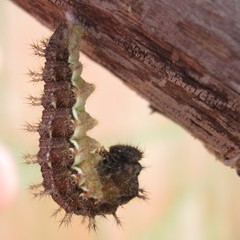 Vanessa itea