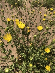 Grindelia hallii