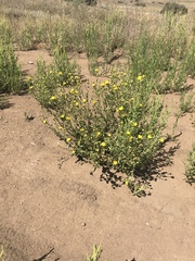Grindelia hallii