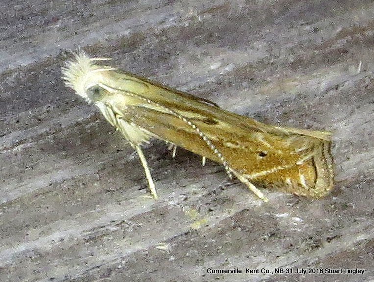 Isophrictis