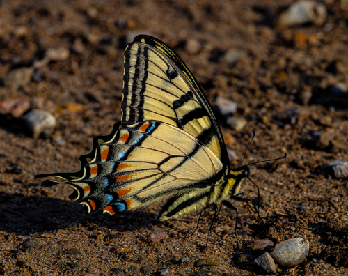 Appalachian Tiger Swallowtail photo 2