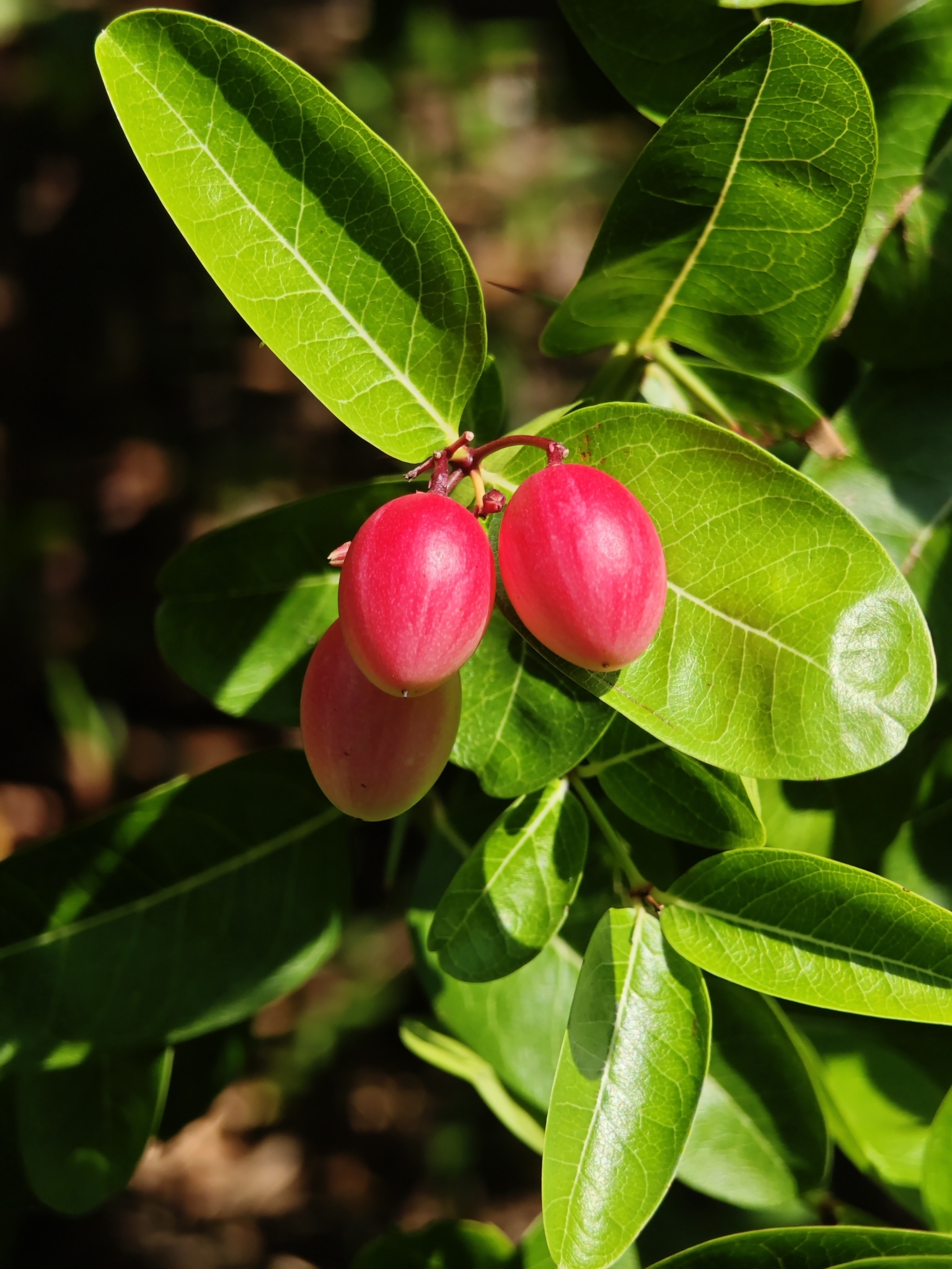 Imagem de Carambola-de-espinho