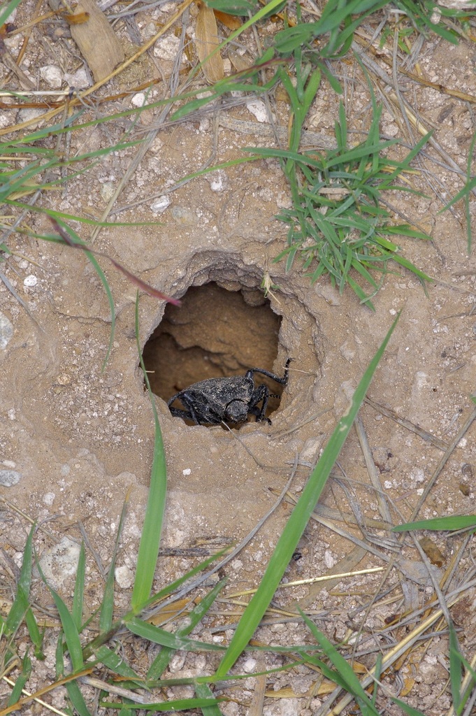 Red-backed Darkling Beetle