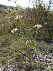 Pimpinella tragium