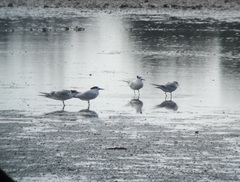 Thalasseus sandvicensis