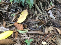 Alsophis rufiventris