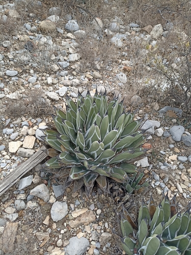 Agave nickelsiae Gosselin