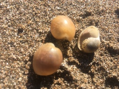 Papawera zelandiae