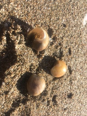 Papawera zelandiae
